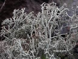 Attēlu rezultāti vaicājumam “Cladonia ciliata”