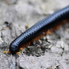 Attēlu rezultāti vaicājumam “Aphodius subterraneus imago”