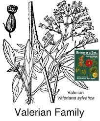 Attēlu rezultāti vaicājumam “Valerianaceae”