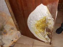 Attēlu rezultāti vaicājumam “Didymium serpula spores”