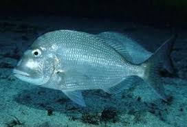 Image result for Polysteganus undulosus
