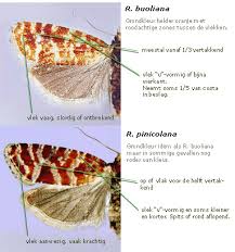 Attēlu rezultāti vaicājumam “Rhyacionia pinicolana”