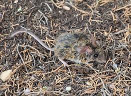 Attēlu rezultāti vaicājumam “Cricetidae”