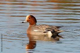 Attēlu rezultāti vaicājumam “Anas penelope”