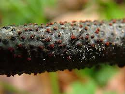 Attēlu rezultāti vaicājumam “Nectria episphaeria”