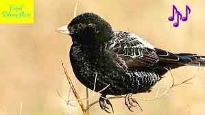 Image result for Melanocorypha yeltoniensis