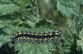 Attēlu rezultāti vaicājumam “Callimorpha dominula imago”