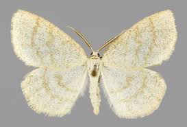 Attēlu rezultāti vaicājumam “Cabera exanthemata male”