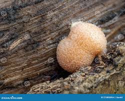 Attēlu rezultāti vaicājumam “Lycogala sp.”