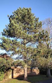 Attēlu rezultāti vaicājumam “Pinus nigra”