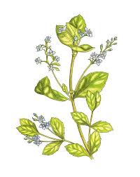 Attēlu rezultāti vaicājumam “Veronica beccabunga”