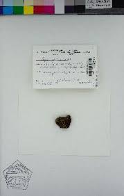 Attēlu rezultāti vaicājumam “Bryum amblyodon”