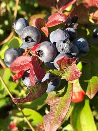 Attēlu rezultāti vaicājumam “Vaccinium angustifolium”