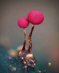 Attēlu rezultāti vaicājumam “Physarum murinum macro”