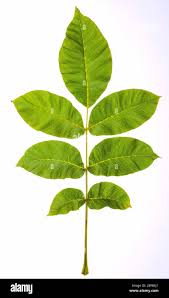 Attēlu rezultāti vaicājumam “Juglans regia leaf”