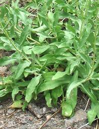 Attēlu rezultāti vaicājumam “Solidago virgaurea leaf”