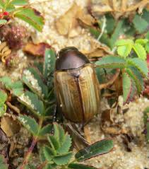 Attēlu rezultāti vaicājumam “Anomala dubia”