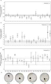 Attēlu rezultāti vaicājumam “Aphis jacobaeae”