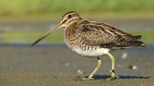 Image result for Gallinago gallinago