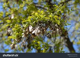 Attēlu rezultāti vaicājumam “Acer tataricum subsp. ginnala bud”