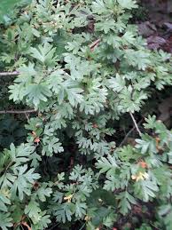 Attēlu rezultāti vaicājumam “Crataegus monogyna subsp. nordica”