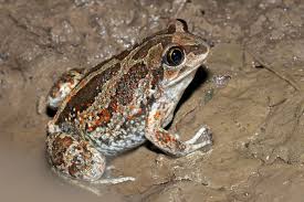 Attēlu rezultāti vaicājumam “Pelobates fuscus”