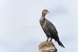 Image result for Phalacrocorax auritus