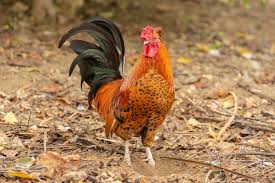 Attēlu rezultāti vaicājumam “Gallus”