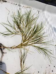 Attēlu rezultāti vaicājumam “Physarum flavidum stalked”