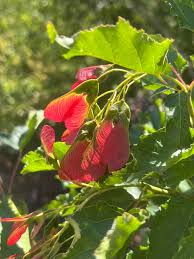 Attēlu rezultāti vaicājumam “Acer tataricum subsp. ginnala leaf”