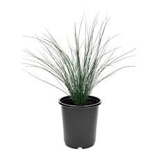 Attēlu rezultāti vaicājumam “Juncus inflexus bud”