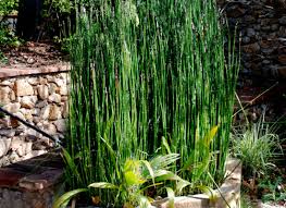 Attēlu rezultāti vaicājumam “Equisetum hyemale”