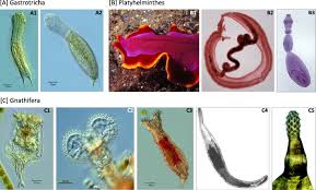 Attēlu rezultāti vaicājumam “Plathelminthes”