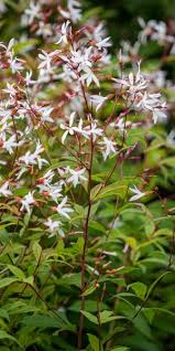 Attēlu rezultāti vaicājumam “Gillenia trifoliata flower”
