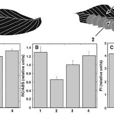 Attēlu rezultāti vaicājumam “Eriophyes padi”