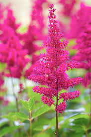 Image result for Astilbe