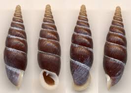 Attēlu rezultāti vaicājumam “Clausiliidae”