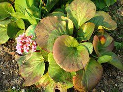 Attēlu rezultāti vaicājumam “Bergenia crassifolia”