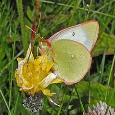 Attēlu rezultāti vaicājumam “Colias palaeno male”