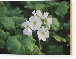 Image result for Primula obconica