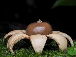 Attēlu rezultāti vaicājumam “Geastrum minimum”