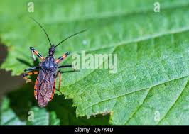 Attēlu rezultāti vaicājumam “Rhynocoris annulatus nymph”