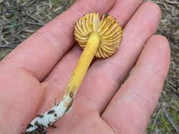 Attēlu rezultāti vaicājumam “Lasiosphaeria ovina spores”