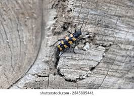 Attēlu rezultāti vaicājumam “Leptura quadrifasciata”