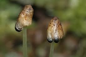 Attēlu rezultāti vaicājumam “Conocephalum salebrosum”