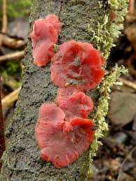 Attēlu rezultāti vaicājumam “Cytidia salicina”