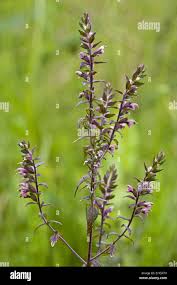 Attēlu rezultāti vaicājumam “Odontites vulgaris leaf”
