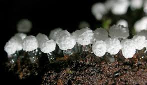 Attēlu rezultāti vaicājumam “Ceratiomyxa morchella macro”