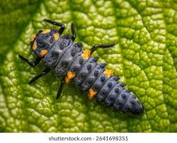 Attēlu rezultāti vaicājumam “Adalia bipunctata larva”