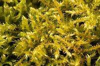 Attēlu rezultāti vaicājumam “Campylium chrysophyllum”